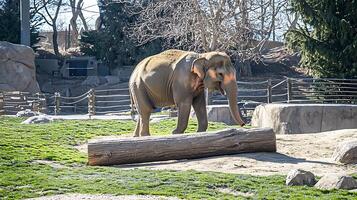 Majestic Elephant Interacts with Large Log in Natural Habitat Enclosure. photo