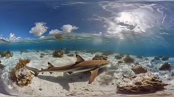 Majestic Shark Swims Through Clear Tropical Waters Above Sandy Seabed. photo