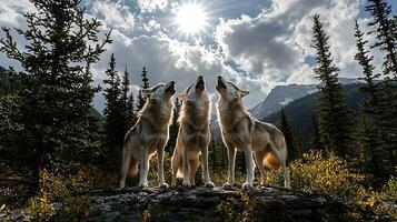 Three Wolves Howling Together Under a Bright Sunny Sky in the Mountains. photo
