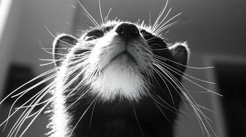 Black And White Close Up Of A Cat's Face With Whiskers. photo