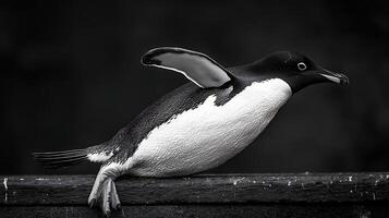 Majestic Penguin Struts on a Textured Surface in Dramatic Black and White. photo