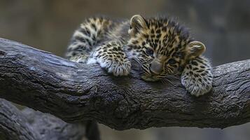 Adorable Baby Leopard Resting Peacefully on a Tree Branch. photo