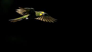 Bright Yellow Headed Parrot in Dramatic Flight Against Black Background. photo
