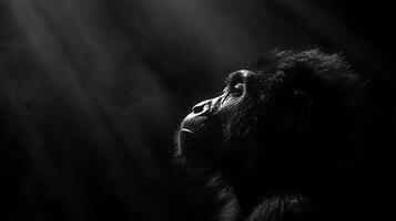 Intense Gaze From A Primate Bathed In Dramatic Light. photo