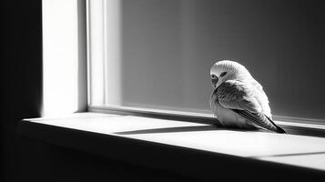 A small budgie bird sits quietly on a windowsill in dramatic lighting. photo