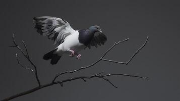 Pigeon taking flight from a bare tree branch against a dark background. photo