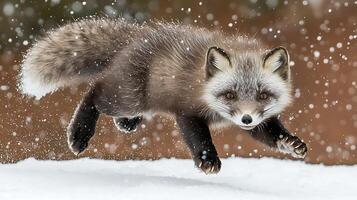 Fox running through snow in a winter wonderland scene. photo