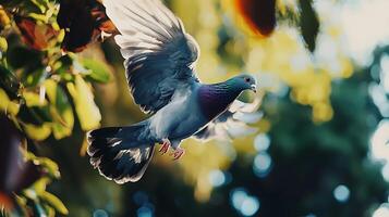 Majestic pigeon takes flight amidst soft sunlight and bokeh leaves. photo