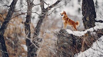 Alert Shiba Inu Dog Stands Proudly On Snowy Rock in Winter Forest. photo