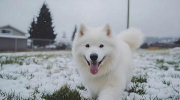 Happy Samoyed Dog Enjoys A Snowy Day Outdoors With A Smile. photo