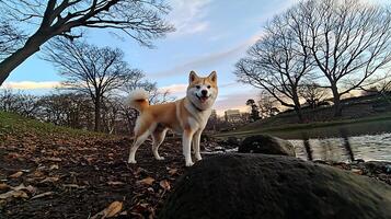 Happy Akita Dog enjoys a crisp autumn afternoon by the pond. photo