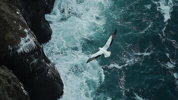 Seagull soars above crashing waves and dark cliffs. photo