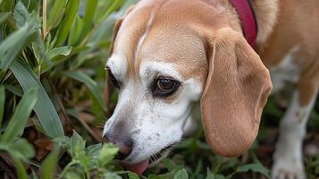 Adorable Beagle Puppy Exploring Nature in a Close Up Shot. photo
