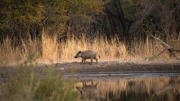 Warthog walks by a serene waterhole in the African savanna at sunset. photo