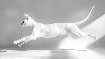 Graceful White Cat in Mid-Air Leap, Dynamic Motion Captured. photo