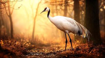 Majestic Red Crowned Crane Stands in Golden Autumn Forest Light. photo