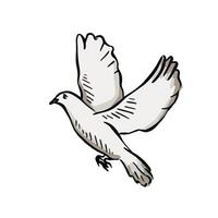 Flying dove drawing created by hand. Bird illustration. vector
