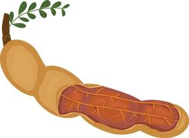 Tamarind fruit seeds and pods illustration, flat cartoon icon isolated on white vector