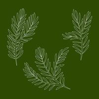Set of different Christmas tree branches in white lines vector