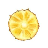 Realistic juicy ripe yellow pineapple slice watercolor illustration isolated background. Hand painted tropical cross section sweet fruit sketch for summer menu, healthy food packaging vector