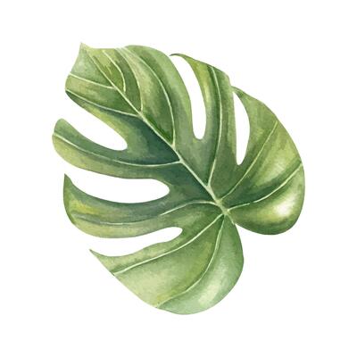 Green watercolor monstera leaf with intricate veins sketch isolated background. Hand painted tropical houseplant creeper leaf illustration for tropical decor, botanical branding, nature designs