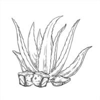 Aloe vera plant with ice cubes and cut leaf monochrome illustration in monochrome line art style. Botanical composition for cooling skincare products, organic cosmetics, beauty packaging vector