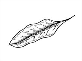 Single monochrome chard or beet leaf illustration painted by black inks. Lettuce leaf as ingredient for soup, salads. Organic vegetable herb realistic graphic sketch for healthy food designs vector