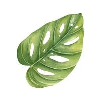 Single yellow green philodendron leaf watercolor sketch isolated background. Hand painted tropical houseplant monstera illustration for botanical designs, plant decor, wedding invitation vector