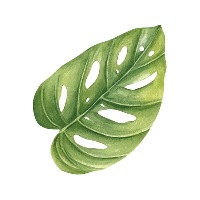 Single yellow green philodendron leaf watercolor sketch isolated background. Hand painted tropical houseplant monstera illustration for botanical designs, plant decor, wedding invitation