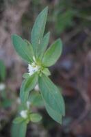 a small plant with white flowers in the middle of the field photo