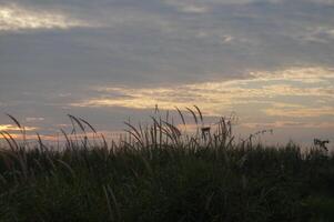 A sunset over a field of tall grass photo