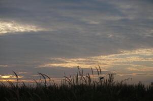 A sunset over the ocean with tall grass photo