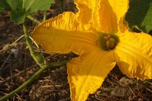 a yellow squash plant with a flower growing from it photo