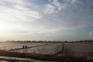 Sunrise over a flooded rice field with farmers working in the distance photo