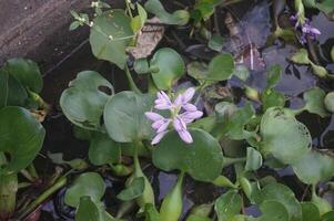 A purple flower growing in a pond with green leaves photo