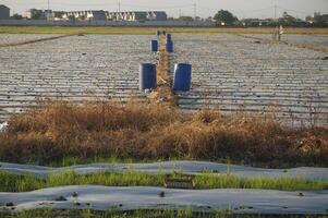 Rural Indonesian landscape showing rows of crops and blue barrels photo