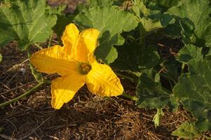 A yellow flower growing in the ground near some leaves photo