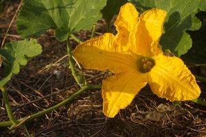 A yellow squash plant with a flower growing on it photo
