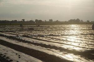 A field with a lot of crops in it photo