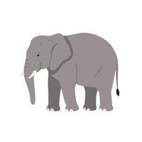 An elephant is standing in front of a white background vector