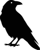 A black raven is standing on a white background vector