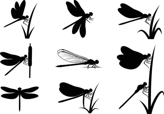 collection of dragonfly silhouettes in various poses isolated on white background