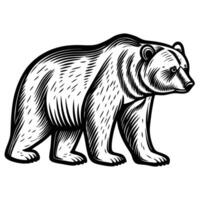 Hand drawn wild bear illustration monochrome black and white engraving animal, walking pose, side view silhouette vector
