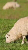 A sheep peacefully grazes in a vibrant green field under natural daylight, creating a serene and pastoral scene video