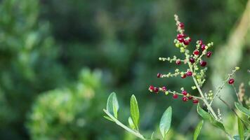 Tree planting activity at Melbourne Zoo video