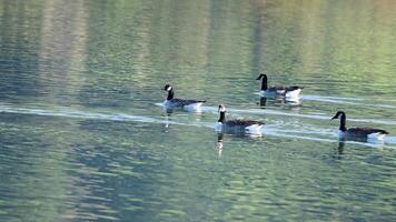 Canada geese glide across a serene lake in Akaroa, New Zealand, under soft natural lighting video