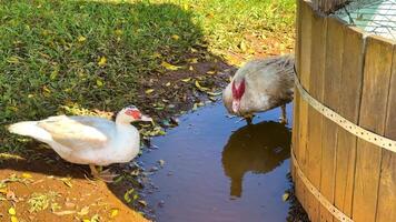 Two ducks drink from a puddle beside a wooden barrel on a sunny farm video