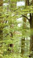 A tranquil forest with sunlight filtering through lush green foliage, creating a peaceful and natural atmosphere video