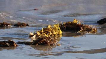Kelp and seaweed gently sway with ocean waves on a sunlit beach, creating a serene coastal scene video