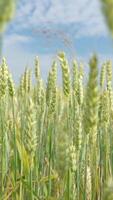 Low angle view of wheat ears growing under bright summer sky video